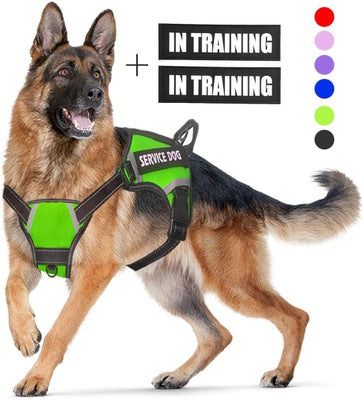 Personalized Pet Harness