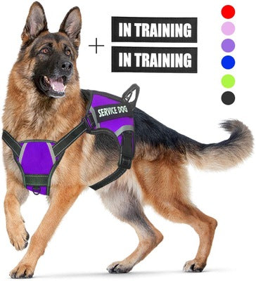 Personalized Pet Harness